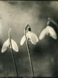 Les fleurs que là-bas j’ai vécues