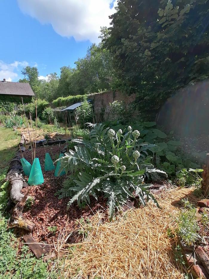 Journées du patrimoine 2020 - Visite d'un potager en permaculture