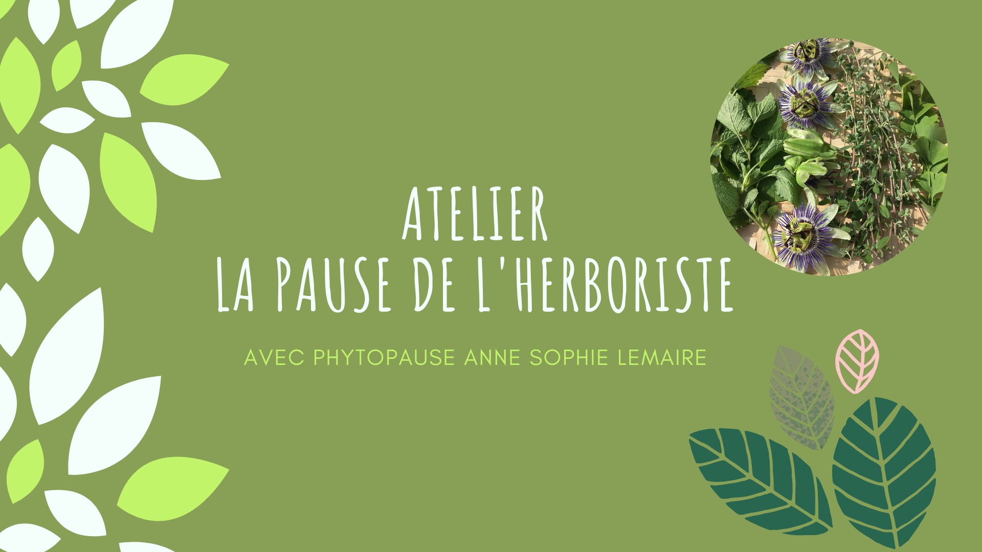 Atelier découvrir et connaitre les plantes