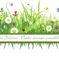 Balade découverte de plantes sauvages comestibles