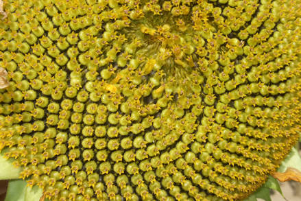 re