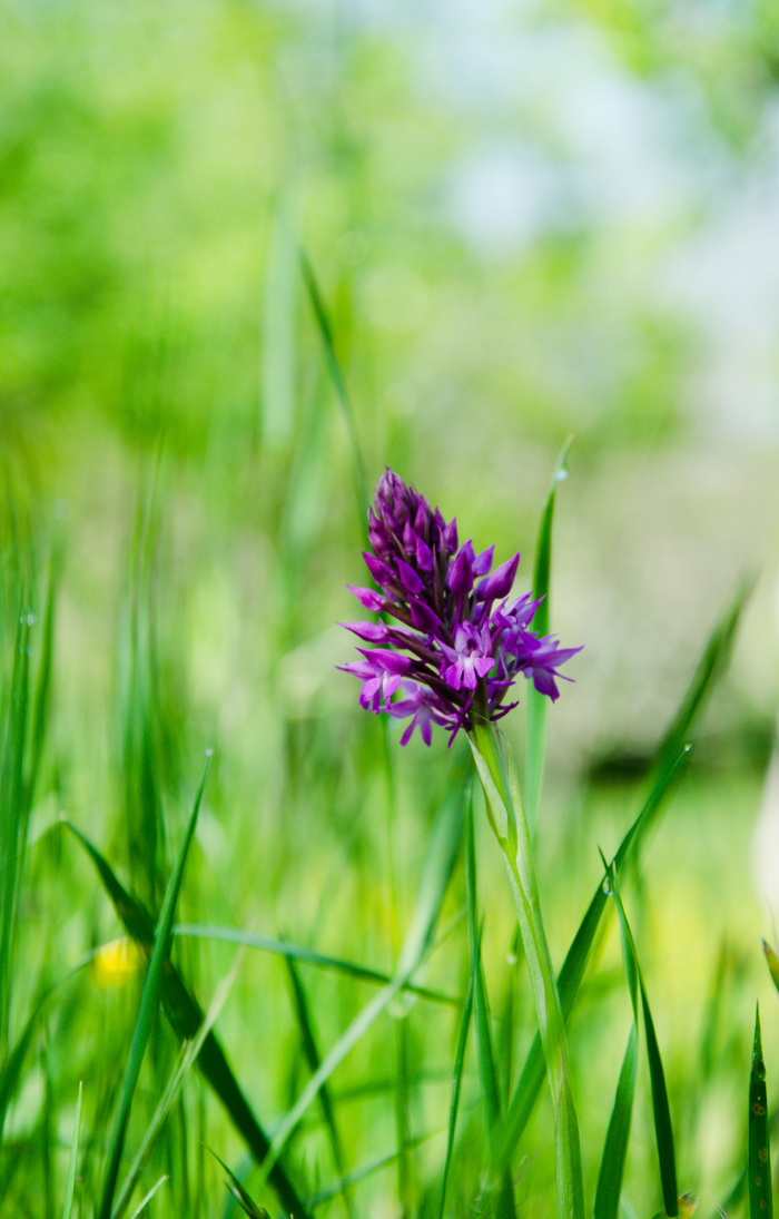 Plantes sauvages comestibles et médicinales