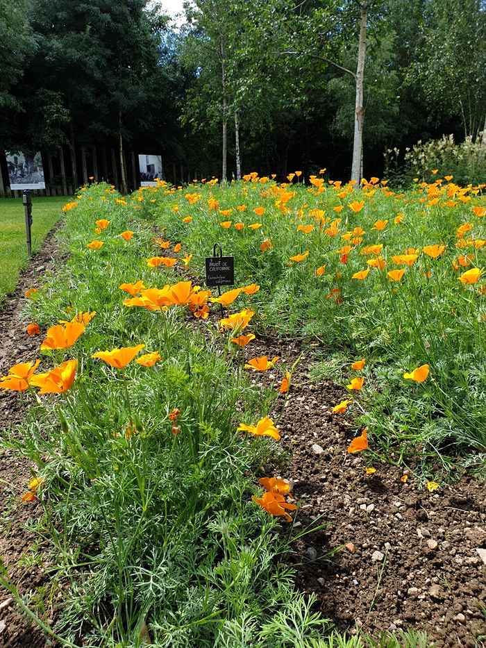 Journées du patrimoine 2020 - Témoignages de la filière plantes médicinales