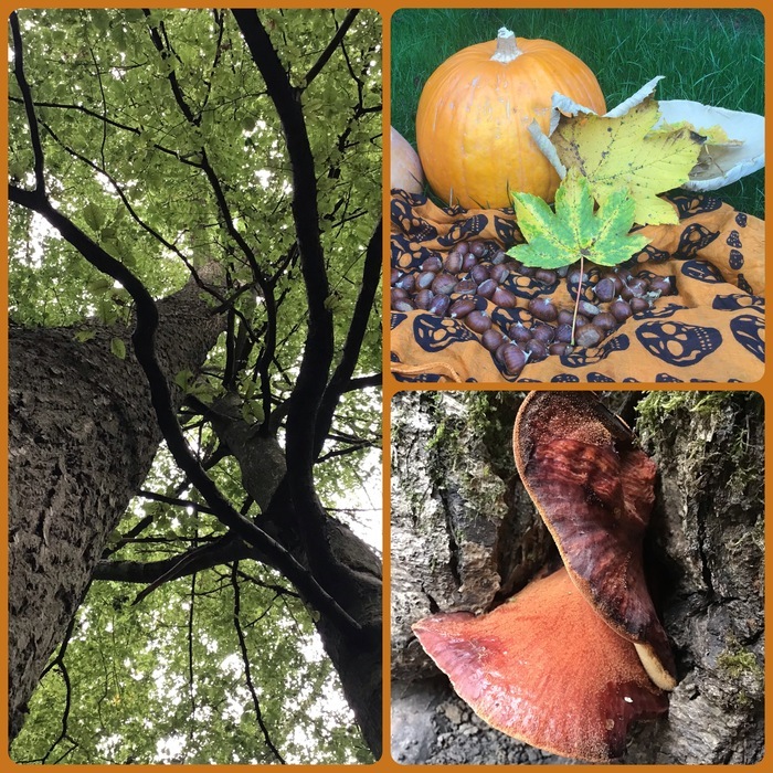 Contes des citrouilles et des châtaignes